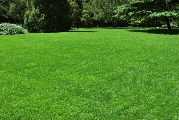Lawn Landscaping in Queen Creek