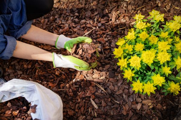 Pine Bark Mulch Installation in Queen Creek
