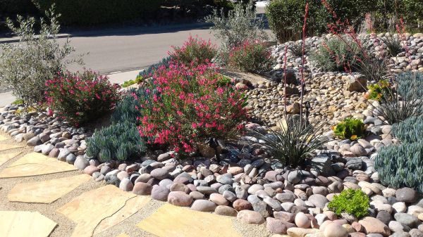 Xeriscape Landscaping in Queen Creek