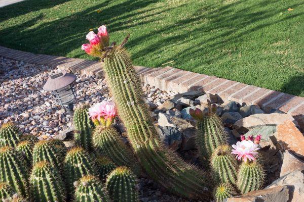 Desert Landscaping in Queen Creek