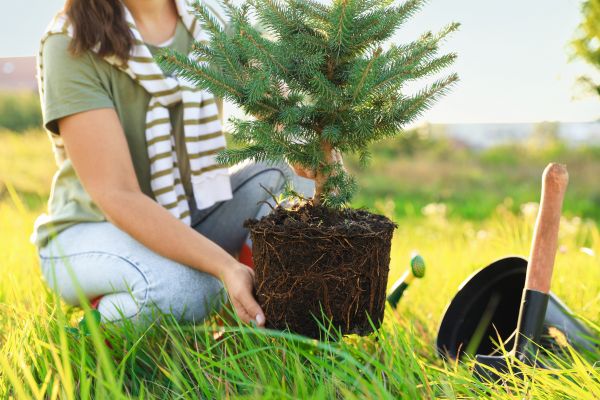 Spruce Tree Planting in Queen Creek