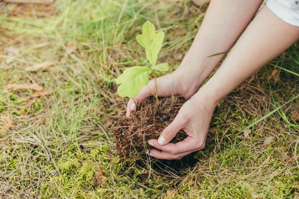 Oak Tree Planting in Queen Creek