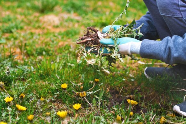 Flower Bed Clearing in Queen Creek