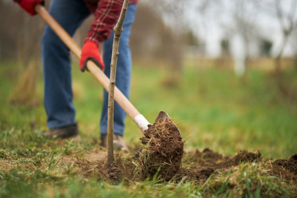 Trees Planting in Queen Creek