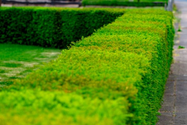Bush Landscape Installation