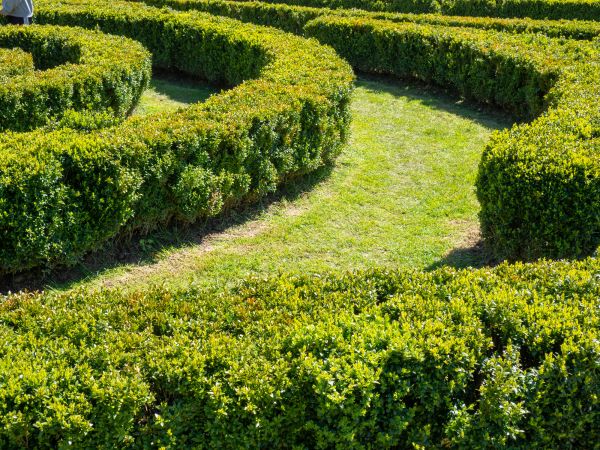 Bush Landscaping in Queen Creek