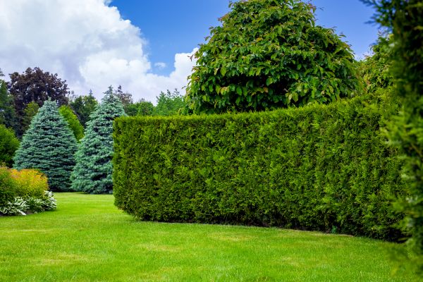 Hedge Landscaping in Queen Creek