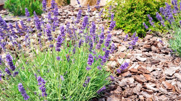 Pine Bark Landscaping in Queen Creek