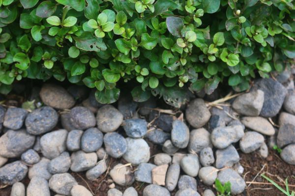 River Stone Installation in Queen Creek