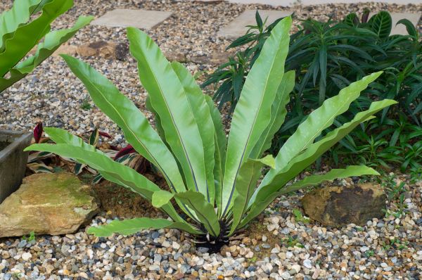 Pea Gravel Installation in Queen Creek