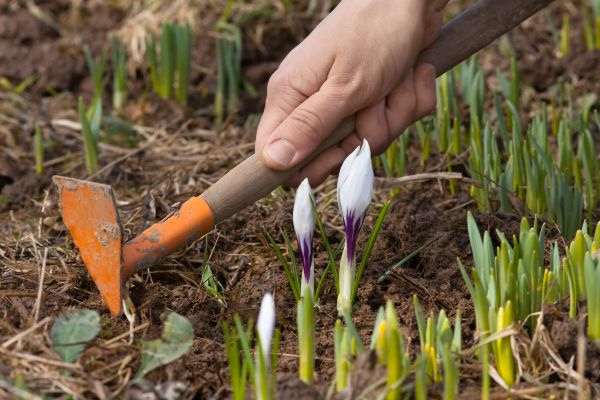 Flower Garden Weeding in Queen Creek