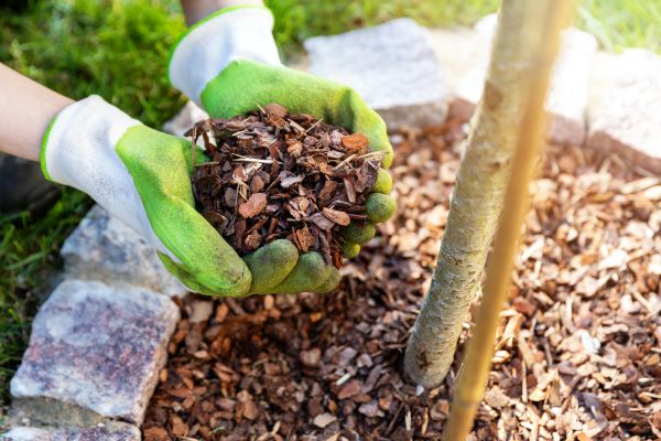 Tree Bark Delivery in Queen Creek