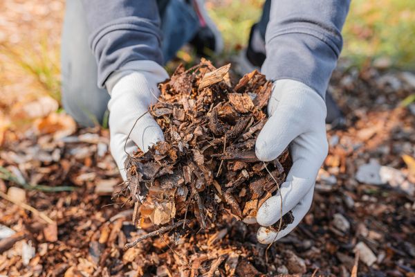 Shredded Mulch Installation in Queen Creek