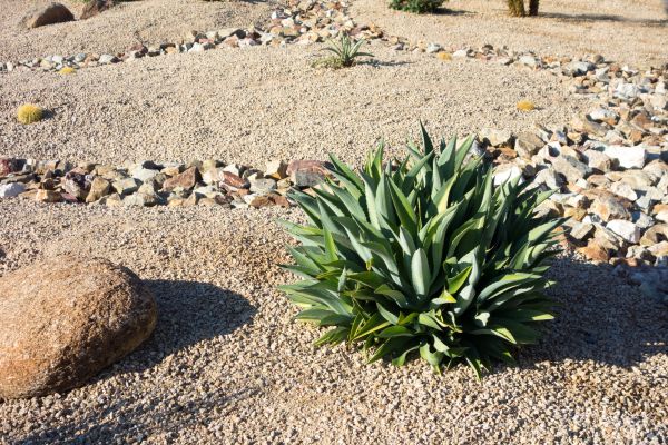 Xeriscaping Service in Queen Creek