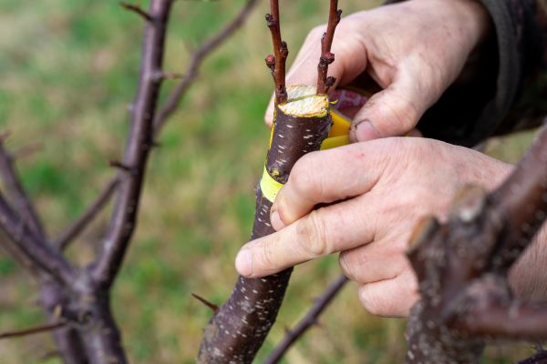 Fruit Tree Grafting