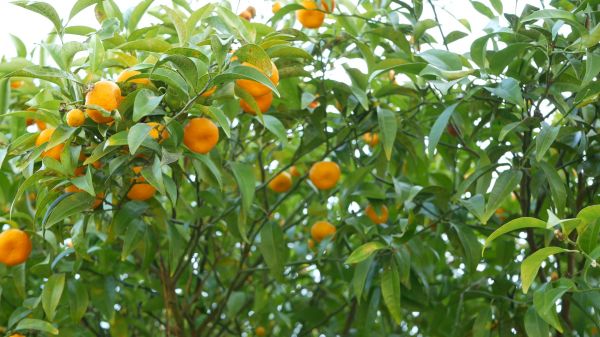 Fruit Tree Horticulture