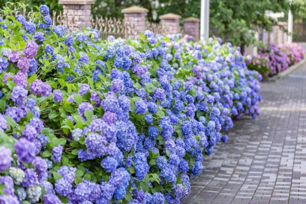 Hydrangea Landscaping in Queen Creek