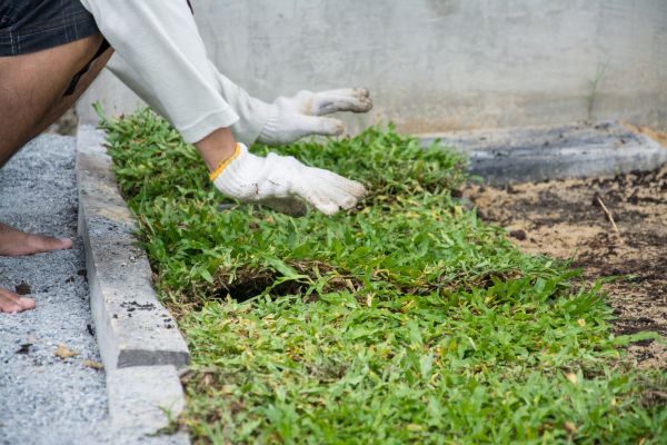 Ground Cover Planting in Queen Creek