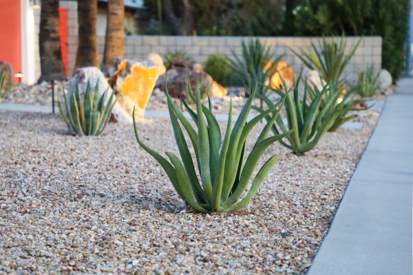 Drought Resistant Landscaping in Queen Creek