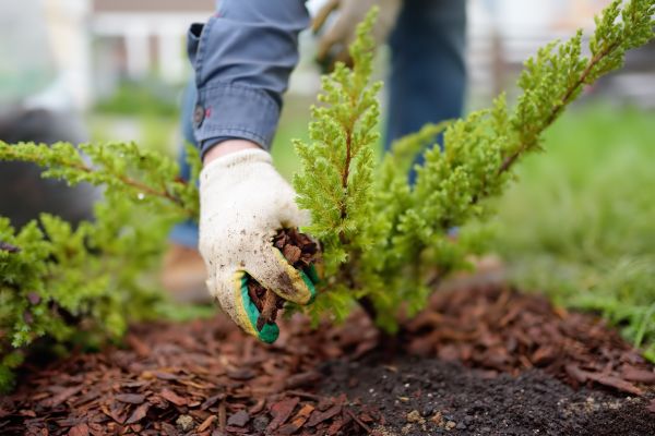 Church Mulching in Queen Creek