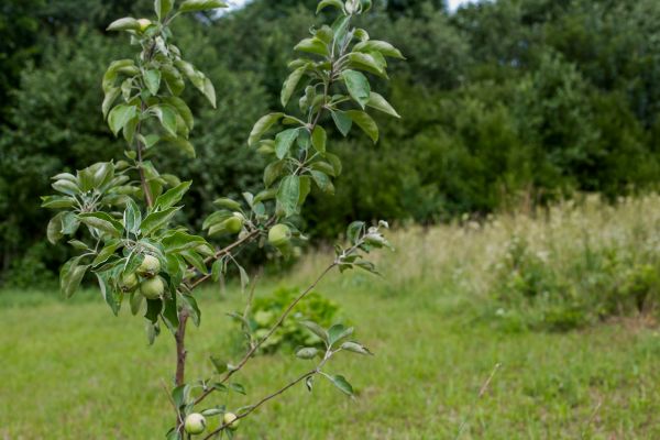 Apple Tree Planting in Queen Creek