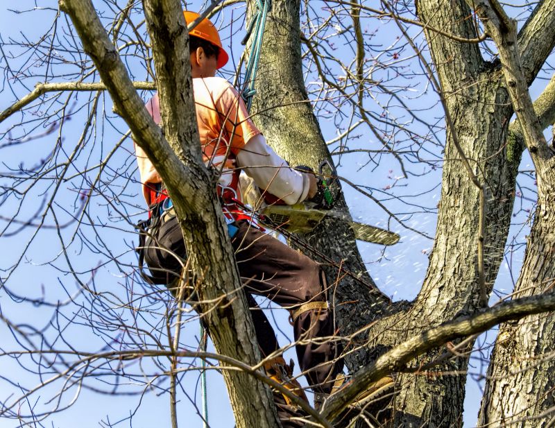 Arborist Tree Service